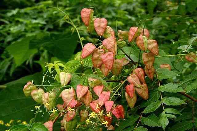 Goldenrain tree(Koelreuteria paniculata)