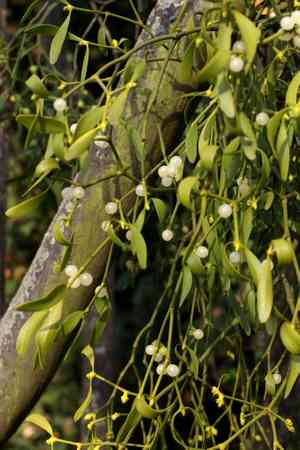 Common mistletoe(Viscum album)