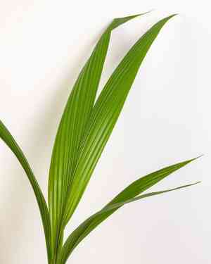 Common coconut palm(Cocos nucifera)