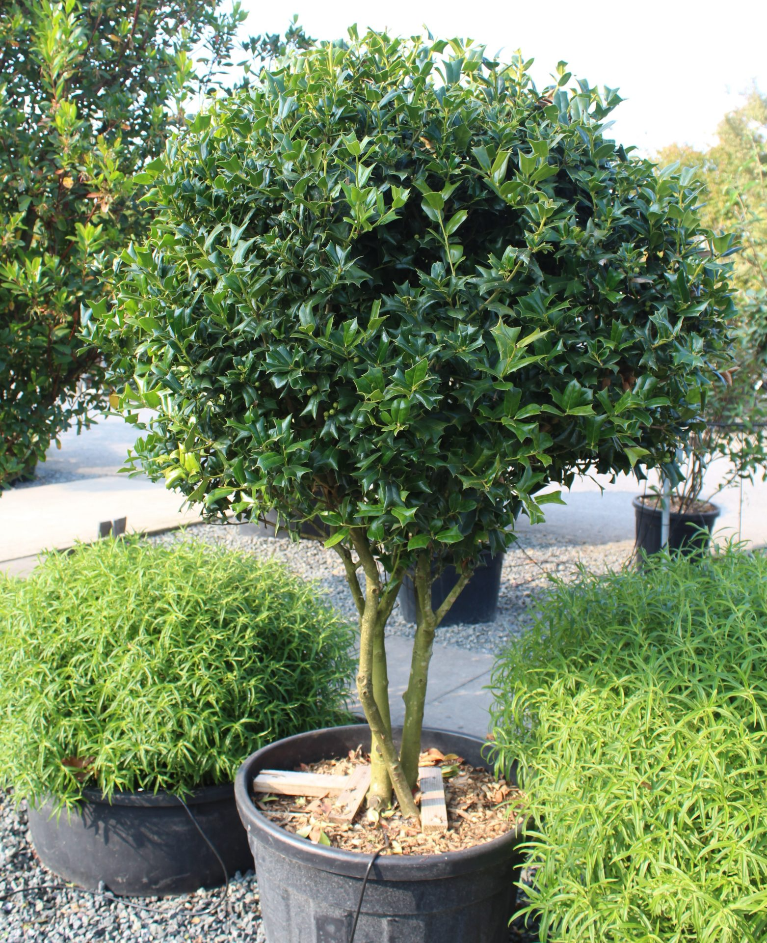 Chinese holly(Ilex cornuta)
