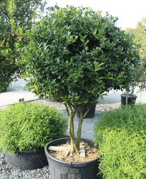 Chinese holly(Ilex cornuta)