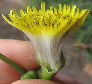 Spiny sowthistle(Sonchus asper)