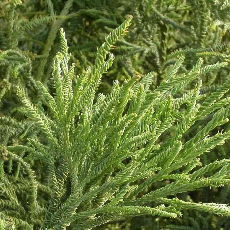 Japanese red cedar(Cryptomeria japonica)