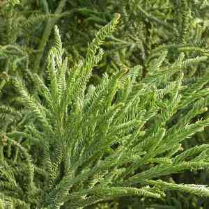 Japanese red cedar(Cryptomeria japonica)