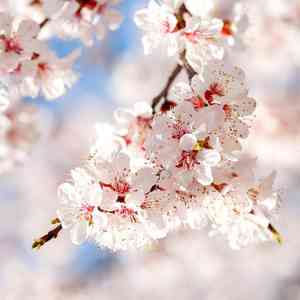 Apricot(Prunus armeniaca)