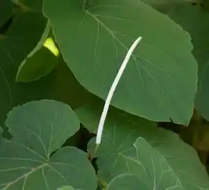 Hoja Santa(Piper auritum)