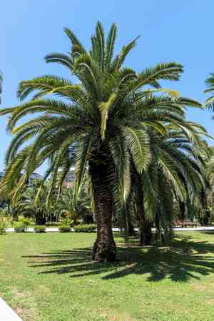 Jelly palm(Butia capitata)