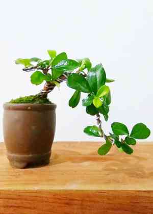 Philippine tea tree(Ehretia microphylla)