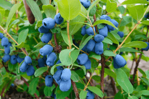 Honeyberry(Lonicera caerulea)