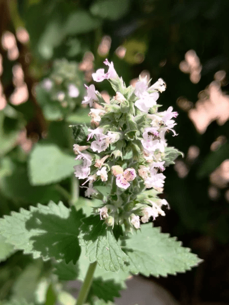 Catnip