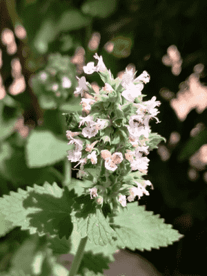 Catnip(Nepeta cataria)