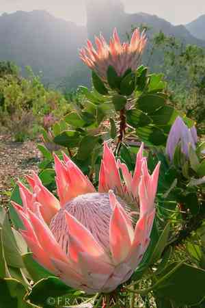 King protea(Protea cynaroides)