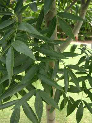 Narrow-leaved ash(Fraxinus angustifolia)