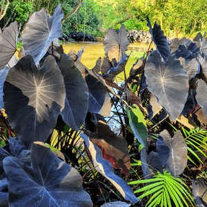 Taro(Colocasia esculenta)