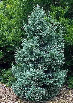 Sawara cypress(Chamaecyparis pisifera)