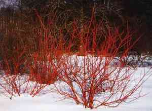 Red osier dogwood(Cornus sericea)