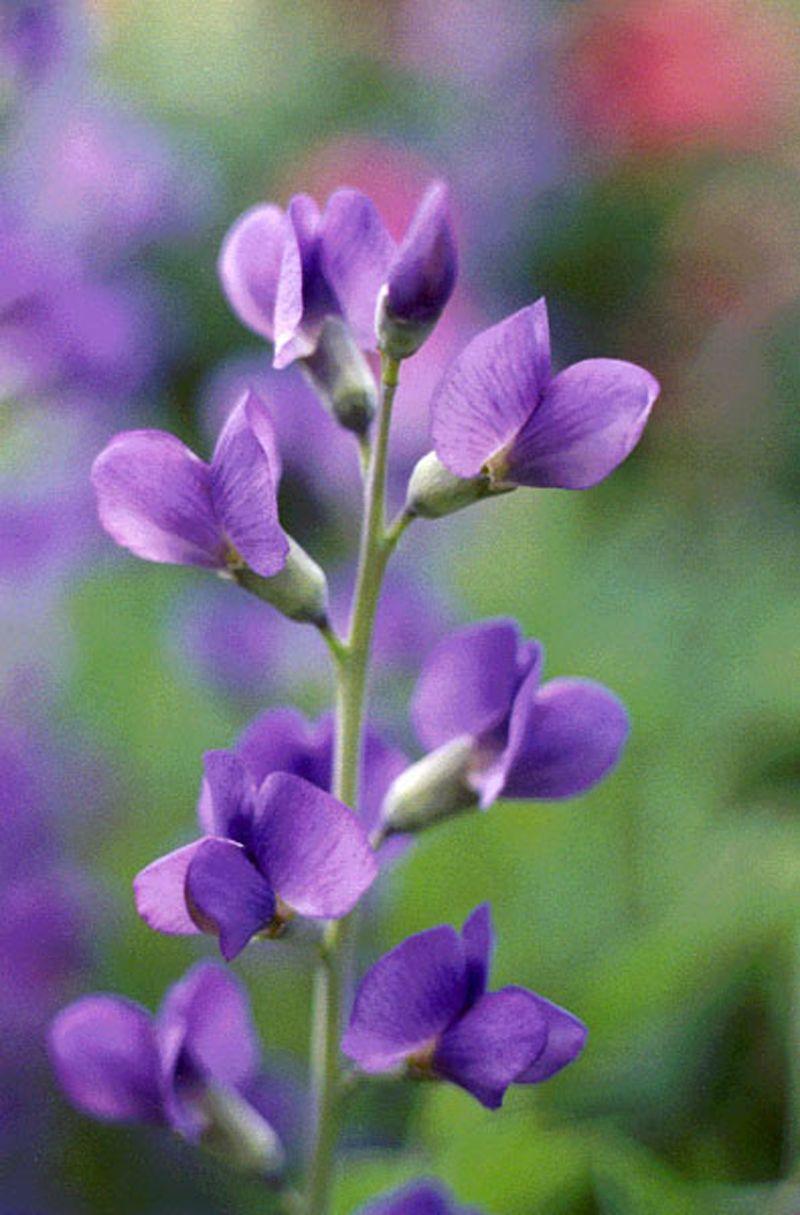 Blue wild indigo