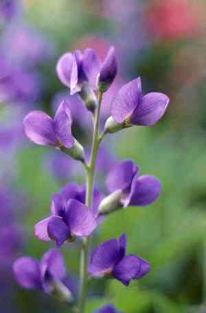 Blue wild indigo(Baptisia australis)