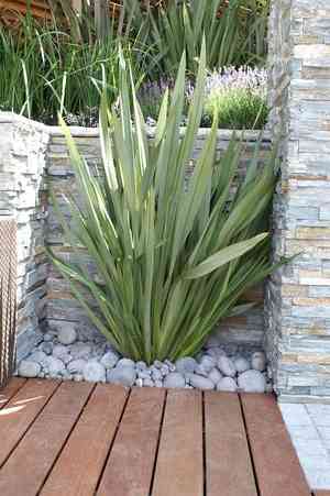 New zealand flax(Phormium tenax)