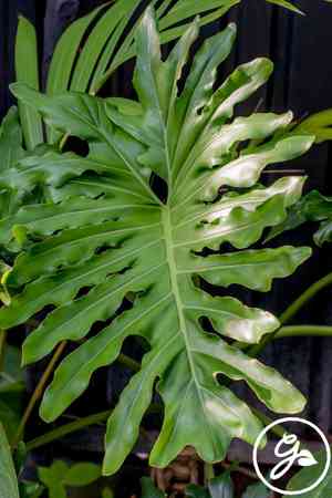 Selloum(Philodendron bipinnatifidum)