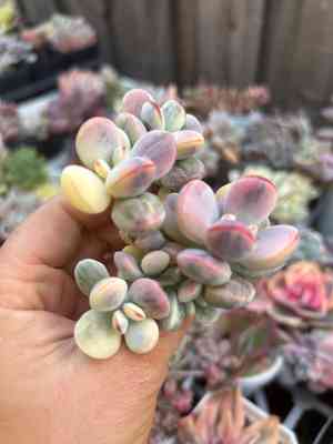 Round-leafed navel-wort(Cotyledon orbiculata)