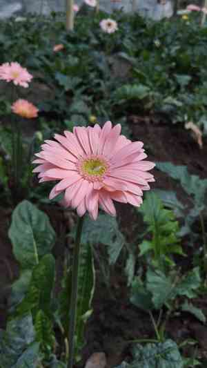 Gerbera leandrii(Gerbera leandrii)