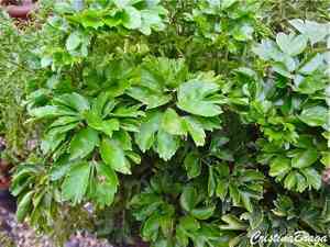 Geranium aralia(Polyscias guilfoylei)