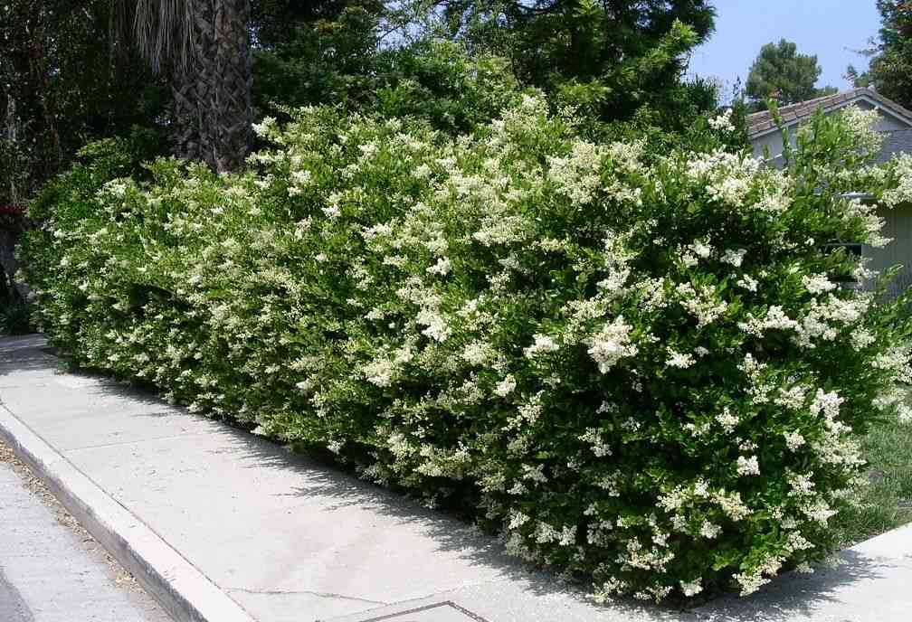 Japanese privet(Ligustrum japonicum)