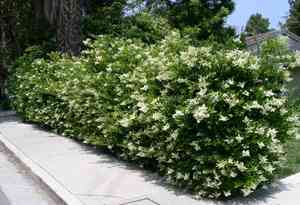 Japanese privet(Ligustrum japonicum)
