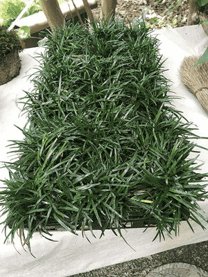 Dwarf lilyturf(Ophiopogon japonicus)
