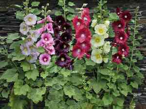 Alcea biennis(Alcea biennis)
