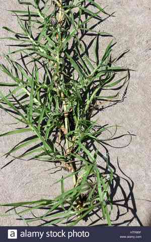 Bermuda grass(Cynodon dactylon)