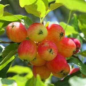 Siberian crab apple(Malus baccata)