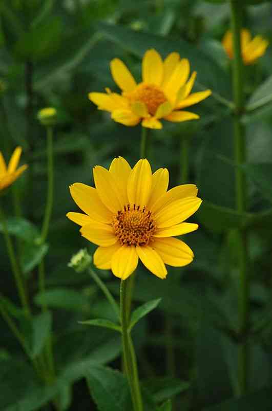 False sunflower(Heliopsis helianthoides)