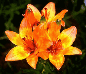 Orange lily(Lilium bulbiferum)