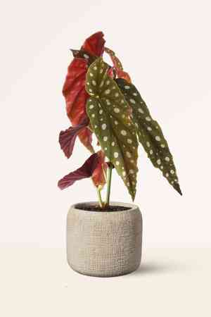 Polka dot begonia(Begonia maculata)