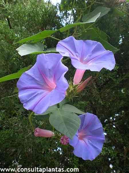 Blue morning glory(Ipomoea indica)