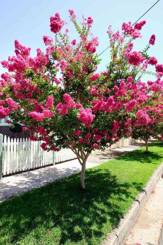 Crepe myrtle(Lagerstroemia indica)