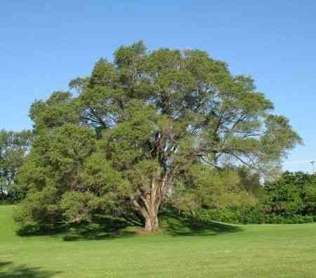 Siberian elm(Ulmus pumila)