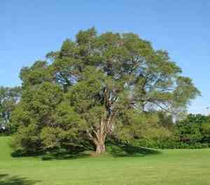 Siberian elm(Ulmus pumila)