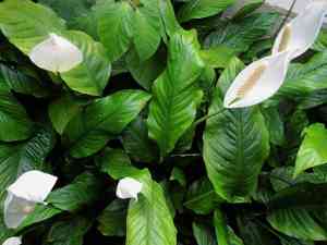 Snow flower(Spathiphyllum floribundum)