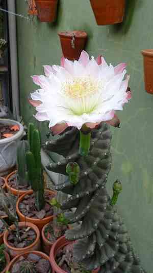 Cereus forbesii(Cereus forbesii)