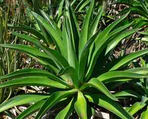 Agave demeesteriana(Agave demeesteriana)