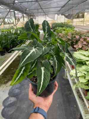 Syngonium wendlandii(Syngonium wendlandii)