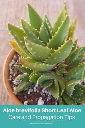 Aloe brevifolia(Aloe brevifolia)