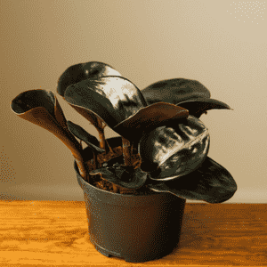 Geo plant(Geogenanthus ciliatus)