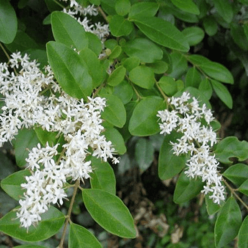 Chinese privet