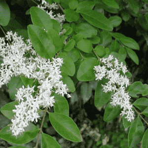Chinese privet(Ligustrum sinense)