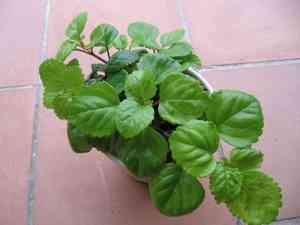 Swedish ivy(Plectranthus verticillatus)