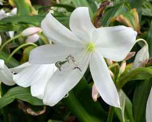 Natal lily(Crinum moorei)